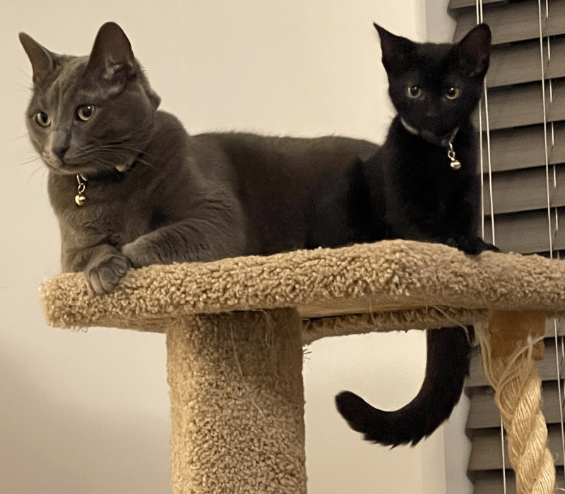 cat and kitten sitting together in home