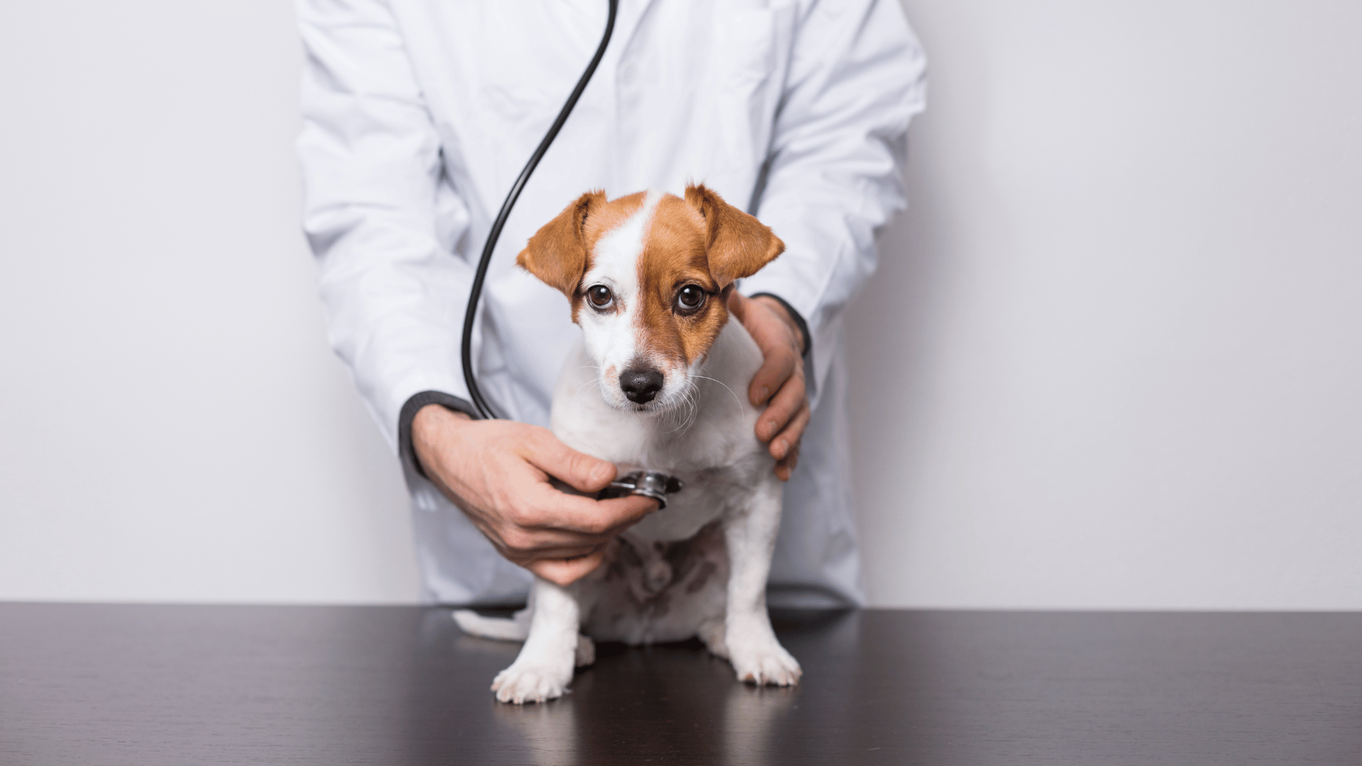 Las Cruces NM Veterinary Services | Arroyo Veterinary Clinic