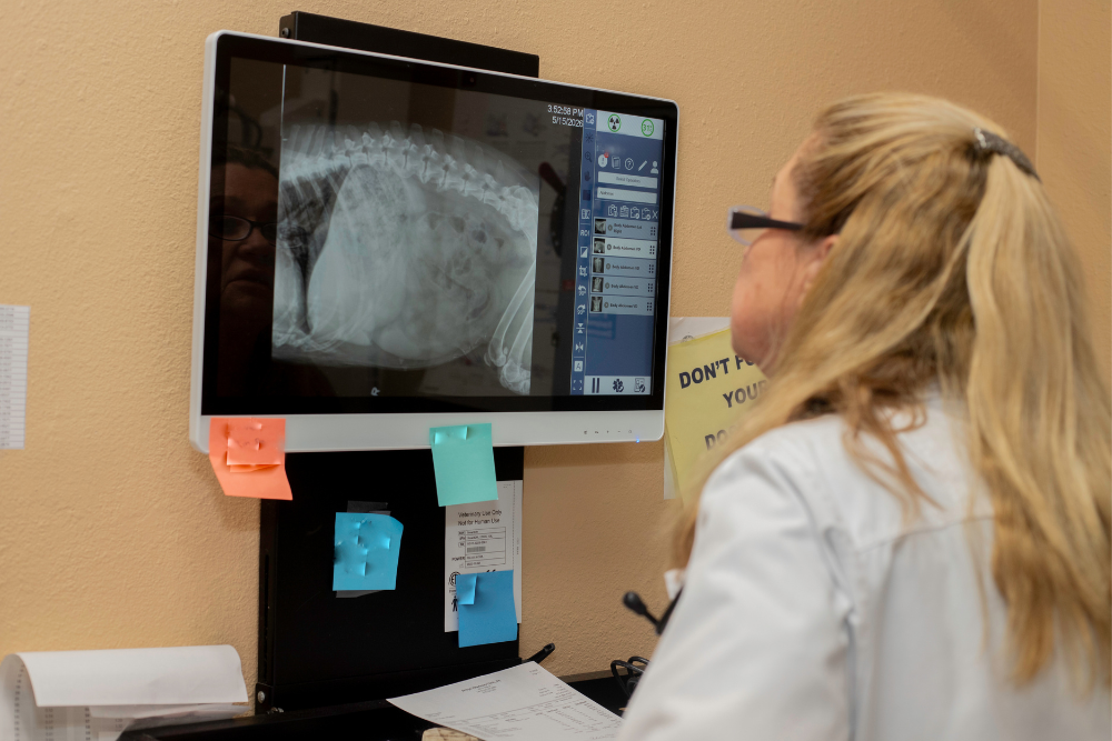 vet looking at x-rays of a cat