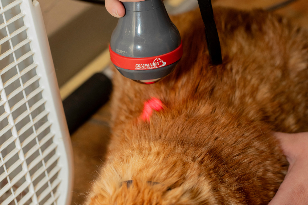 person doing laser therapy of dog