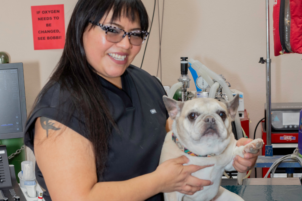 Pet Physical Rehabilitation in Arroyo Veterinary Clinic