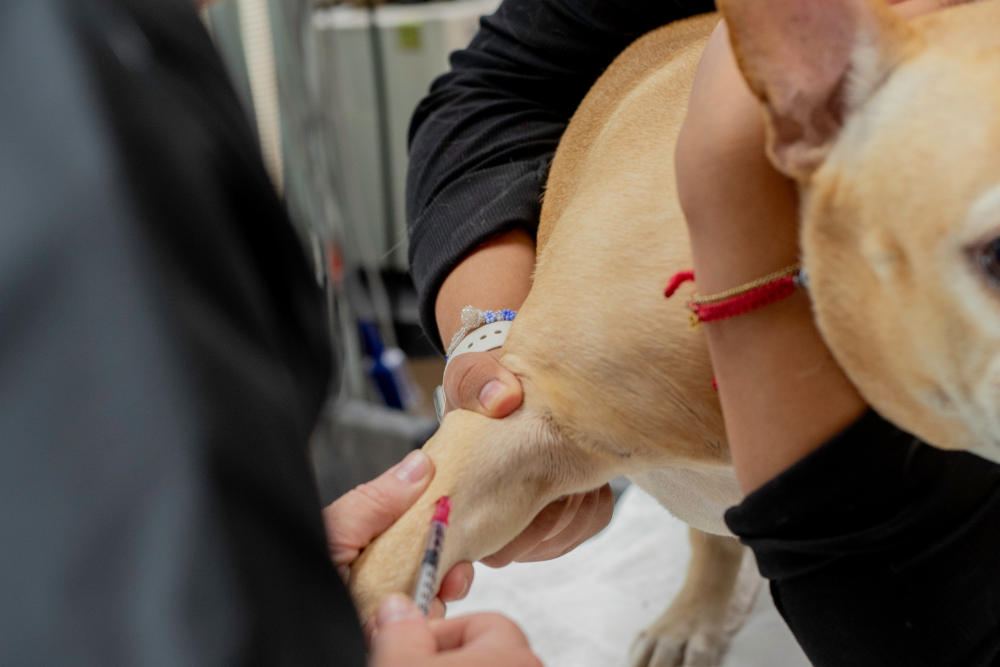 vet checking dog health