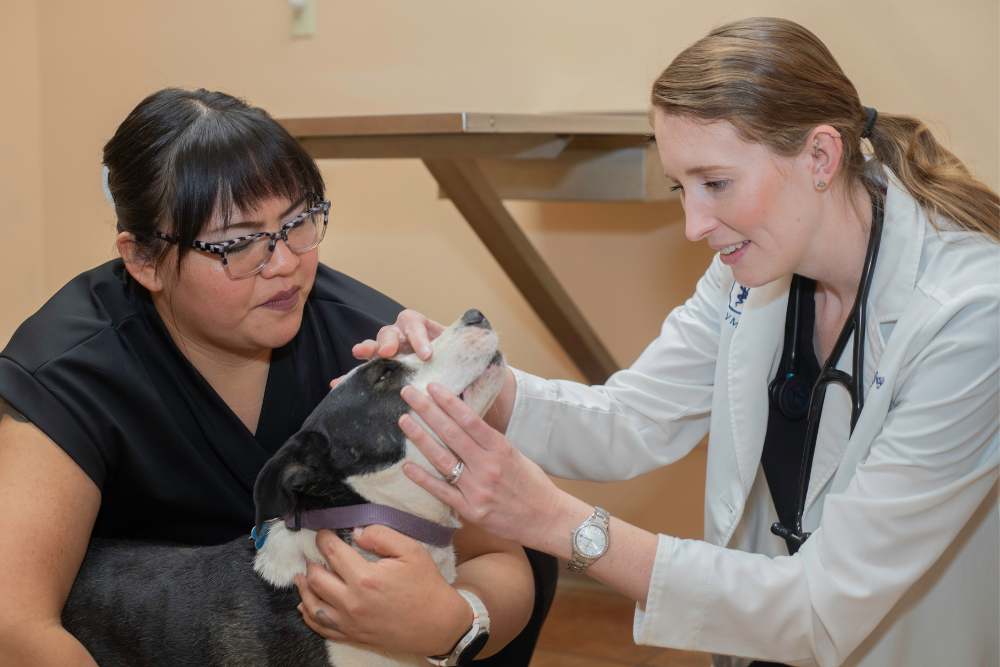 A veterinarian holds a cat